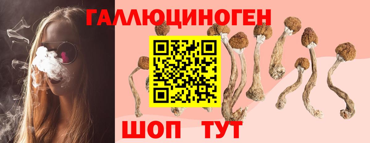 Псилоцибиновые грибы Psilocybe Семёнов